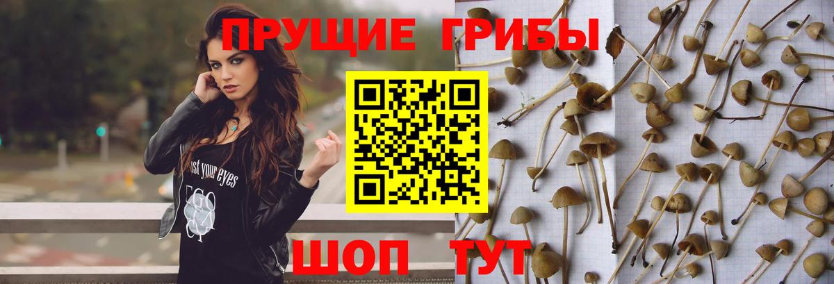 Псилоцибиновые грибы мицелий Щёлково